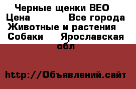 Черные щенки ВЕО › Цена ­ 5 000 - Все города Животные и растения » Собаки   . Ярославская обл.